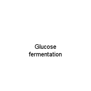 Glucose fermentation